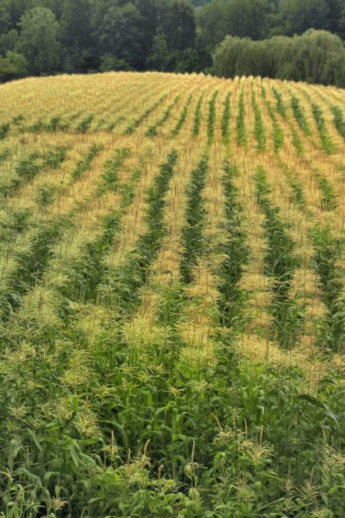 Picture of USA, OREGON ROWS OF CORN ON SAUVIE ISLAND