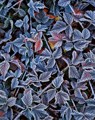 Picture of USA, OREGON FROST ON WILD BLACKBERRY BUSH