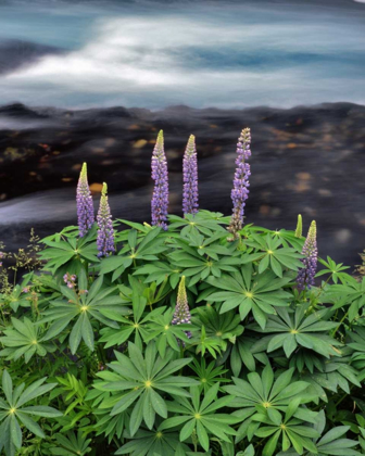 Picture of USA, OREGON LUPINE NEXT TO METOLIUS RIVER