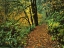 Picture of OREGON, SILVER FALLS SP SCENIC PARK TRAIL
