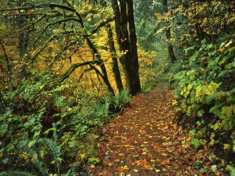 Picture of OREGON, SILVER FALLS SP SCENIC PARK TRAIL