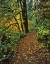 Picture of OREGON, SILVER FALLS SP SCENIC PARK TRAIL