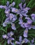 Picture of OREGON, MT HOOD NATIONAL FOREST WILD IRIS