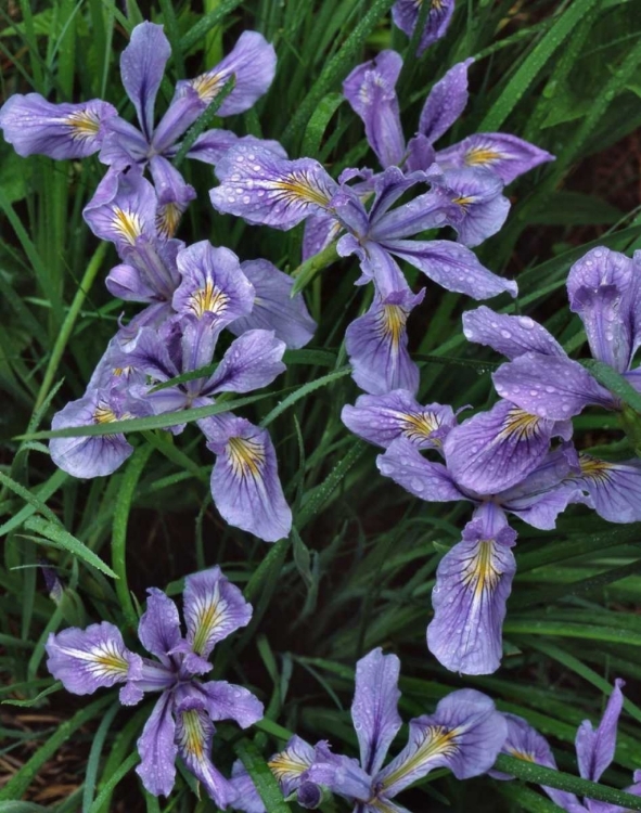 Picture of OREGON, MT HOOD NATIONAL FOREST WILD IRIS