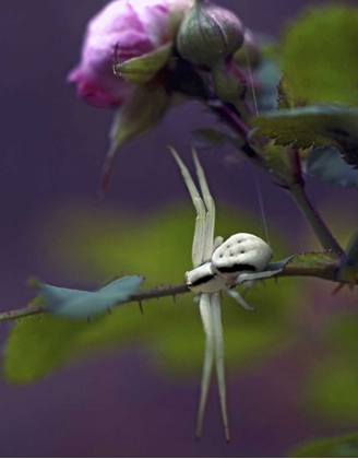 Picture of OR, MULTNOMAH CO CRAB SPIDER ON WILD ROSE