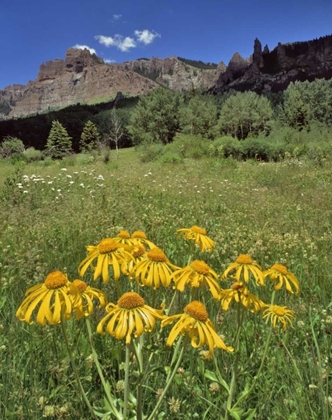 Picture of CO, MILL CREEK VALLEY SNEEZEWEED BLOOMING