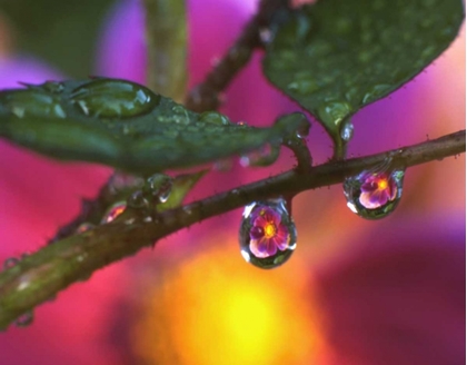 Picture of OR, COSMOS REFLECTING IN DEWDROP ON A ROSE
