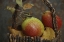 Picture of OR, HOOD RIVER FRESH-PICKED FORELLE PEARS