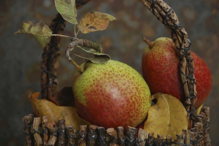 Picture of OR, HOOD RIVER FRESH-PICKED FORELLE PEARS