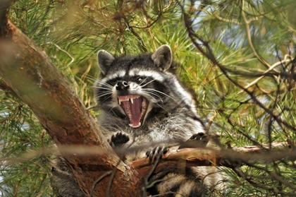 Picture of OR, PORTLAND RACCOON YAWNS IN A TREE LIMB