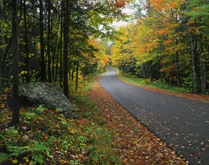 Picture of NY, ADIRONDACK MTS AUTUMN TREES LINE ROAD