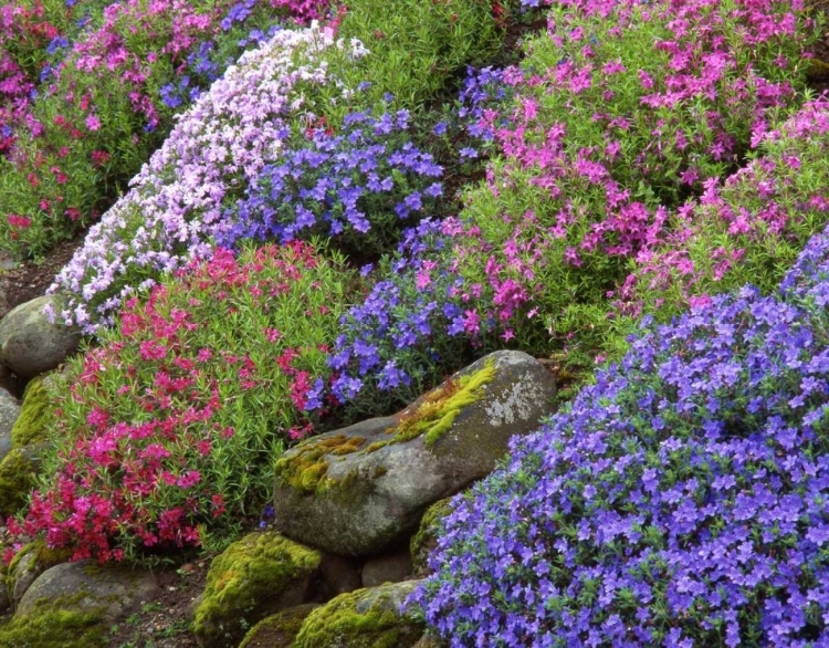 Picture of OR, PORTLAND, SLOPE OF MULTICOLORED FLOWER