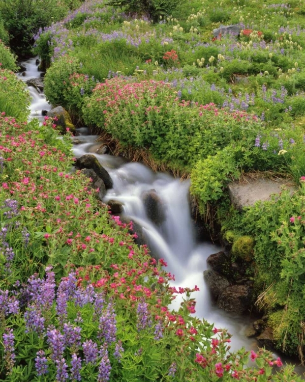 Picture of OR, MT HOOD, FLOWERS ALONG ELK COVE CREEK