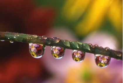 Picture of OR, FLOWER REFLECTING IN DEWDROPS ON GRASS