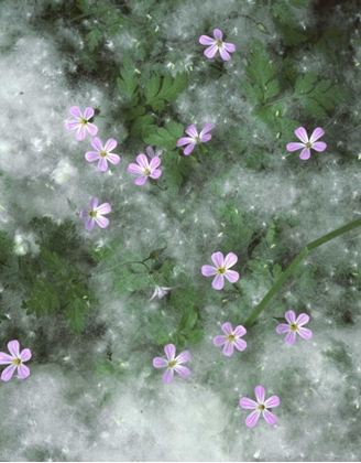 Picture of OR, STORKSBILL FLOWERS SURROUNDED BY SEEDS