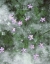 Picture of OR, STORKSBILL FLOWERS SURROUNDED BY SEEDS
