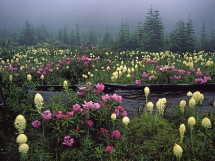 Picture of OR MEADOW OF RHODODENDRONS AND BEAR GRASS