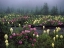 Picture of OR MEADOW OF RHODODENDRONS AND BEAR GRASS