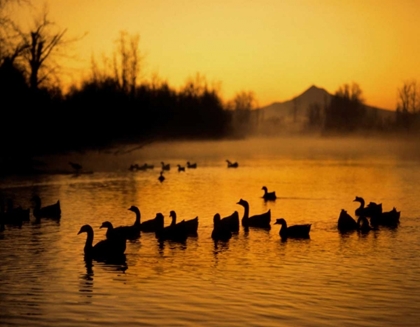 Picture of OR, PORTLAND WATERFOWL IN COLUMBIA SLOUGH,