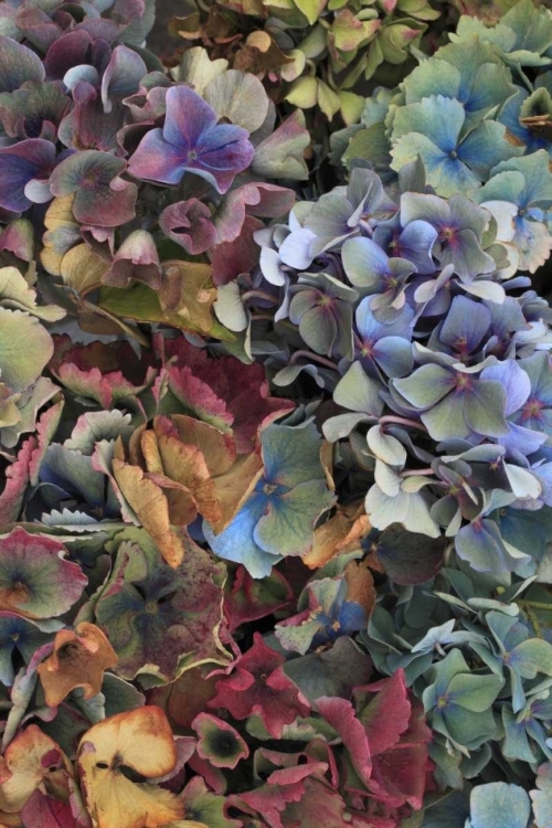 Picture of USA, OREGON, PORTLAND HYDRANGEAS IN GARDEN