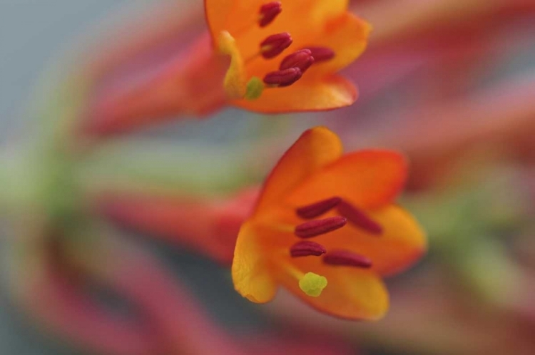 Picture of OREGON, PORTLAND CORAL HONEYSUCKLE FLOWERS