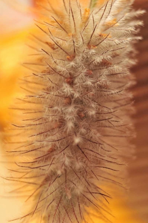 Picture of OREGON, PORTLAND RABBITS-FOOT CLOVER SEED