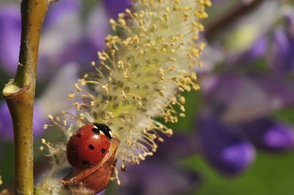 Picture of OR, PORTLAND LADYBUG ON PUSSY WILLOW BLOOM