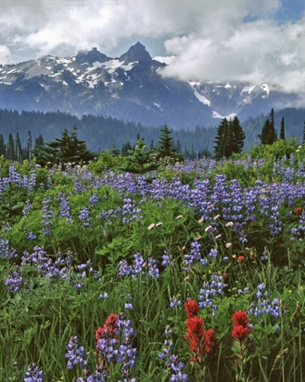 Picture of WA, MOUNT RAINIER NP LUPINE AND PAINTBRUSH