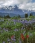 Picture of WA, MOUNT RAINIER NP LUPINE AND PAINTBRUSH