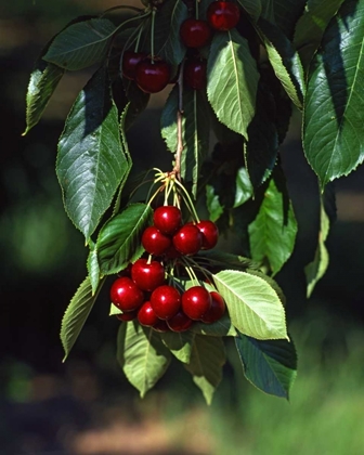 Picture of OR, MOSIER BING CHERRIES READY FOR PICKING