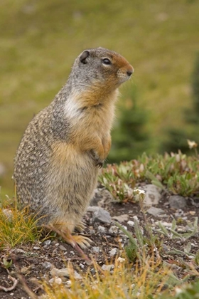 Picture of CANADA, BC, BANFF NP COLUMBIAN GROUND SQUIRREL