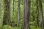 Picture of WASHINGTON, OLYMPIC NP BARNES CREEK TRAIL FOREST