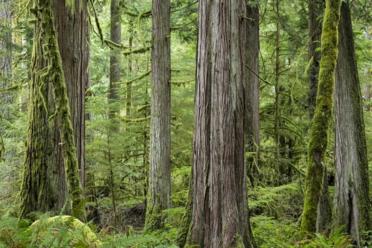 Picture of WASHINGTON, OLYMPIC NP BARNES CREEK TRAIL FOREST