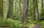 Picture of WASHINGTON, OLYMPIC NP BARNES CREEK TRAIL FOREST