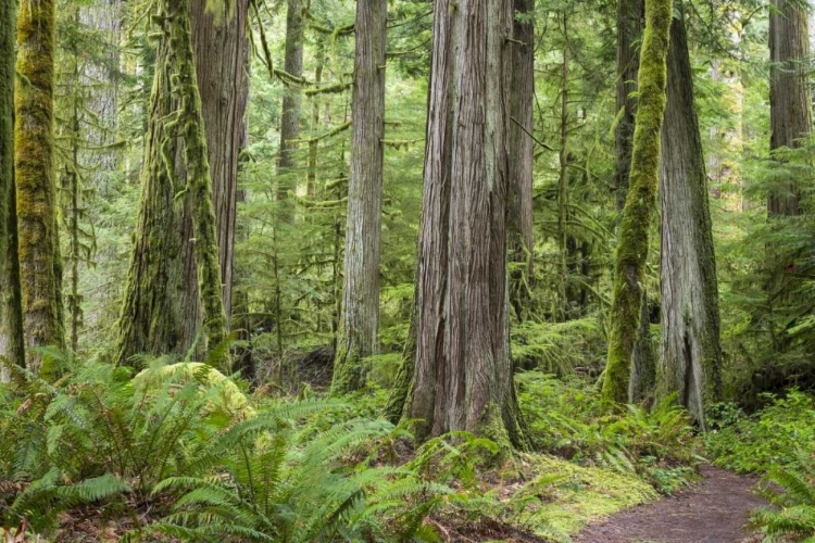 Picture of WASHINGTON, OLYMPIC NP BARNES CREEK TRAIL FOREST