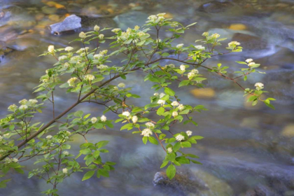 Picture of WASHINGTON RED OSIER DOGWOOD OVER TEANAWAY RIVER