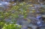 Picture of WASHINGTON RED OSIER DOGWOOD OVER TEANAWAY RIVER