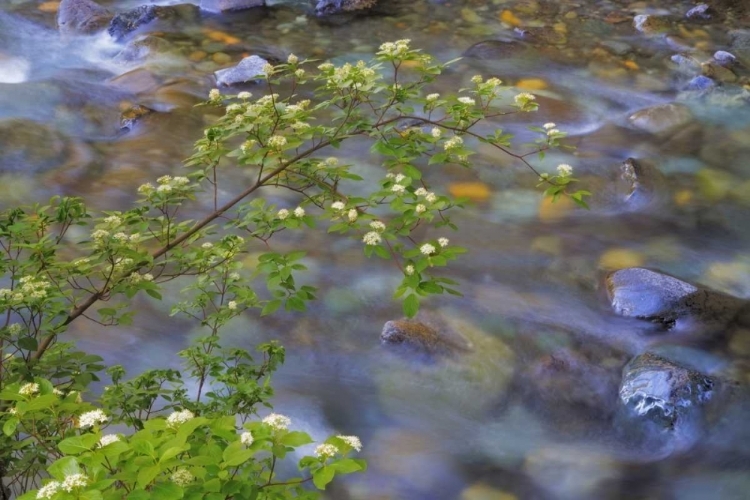 Picture of WASHINGTON RED OSIER DOGWOOD OVER TEANAWAY RIVER