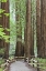 Picture of CALIFORNIA TRAIL THROUGH MUIR WOODS NM IN SPRING