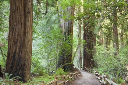 Picture of CALIFORNIA TRAIL THROUGH MUIR WOODS NM IN SPRING