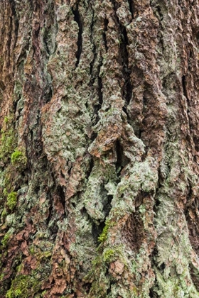 Picture of WASHINGTON, OLYMPICS OLD GROWTH DOUGLAS FIR BARK