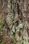 Picture of WASHINGTON, OLYMPICS OLD GROWTH DOUGLAS FIR BARK