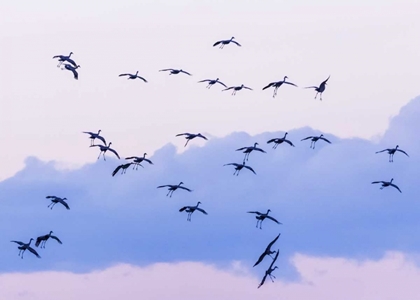 Picture of NEW MEXICO SANDHILL CRANES IN FLIGHT NEAR SUNSET