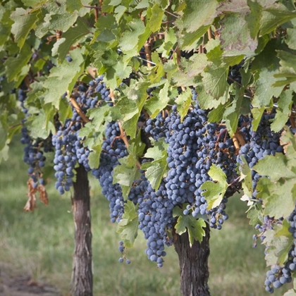 Picture of CANADA, BC, OSOYOOS PURPLE GRAPES IN VINEYARDS