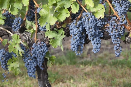 Picture of CANADA, BC, OSOYOOS PURPLE GRAPES IN VINEYARDS