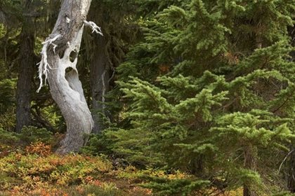 Picture of WA, MOUNT RAINIER NP SPOOKY GHOST TREE IN FOREST