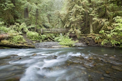 Picture of WA, OLYMPIC NP BARNES CREEK FLOWS THROUGH FOREST