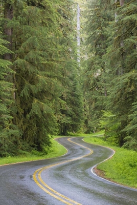Picture of WA, OLYMPIC NP SOL DUC RIVER ROAD THROUGH FOREST
