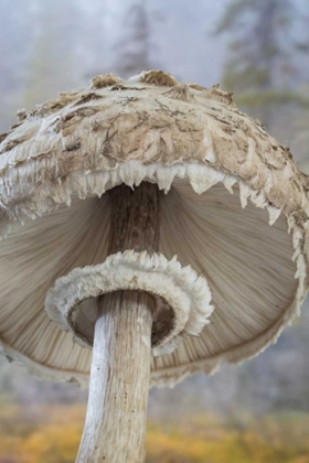 Picture of WA, SEABECK UNDERSIDE OF SHAGGY PARASOL MUSHROOM