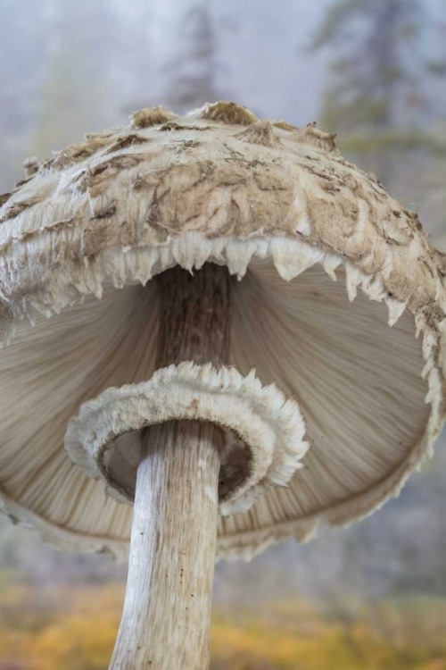 Picture of WA, SEABECK UNDERSIDE OF SHAGGY PARASOL MUSHROOM